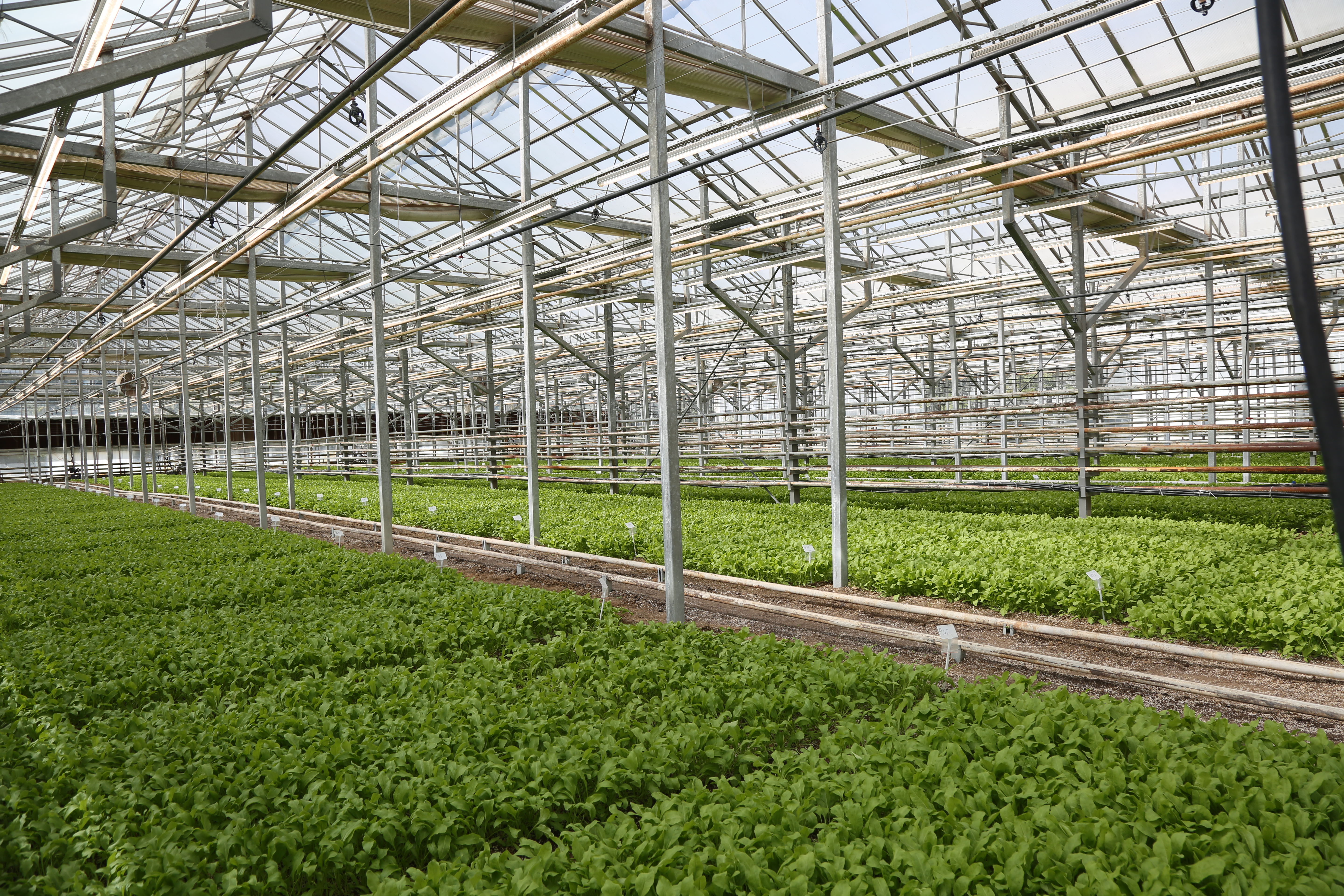 TÜRKİYE TARIMINDA İLK! KONYA ŞEKER, PANCAR TESTLERİNDE DÜNYA LİGİNDE 