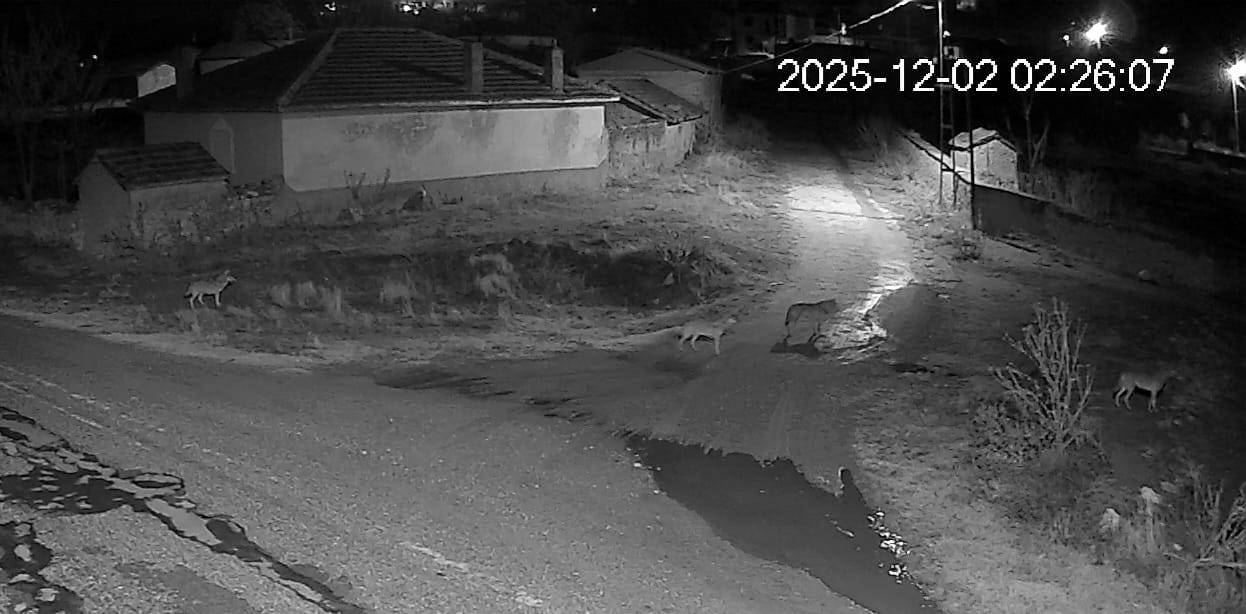 YUNAK’TA AÇ KALAN KURT SÜRÜSÜ MAHALLE MEYDANINA İNDİ