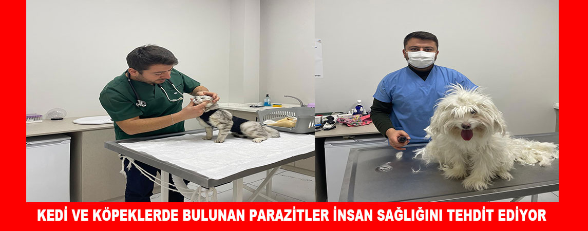 KEDİ VE KÖPEKLERDE BULUNAN PARAZİTLER İNSAN SAĞLIĞINI TEHDİT EDİYOR 